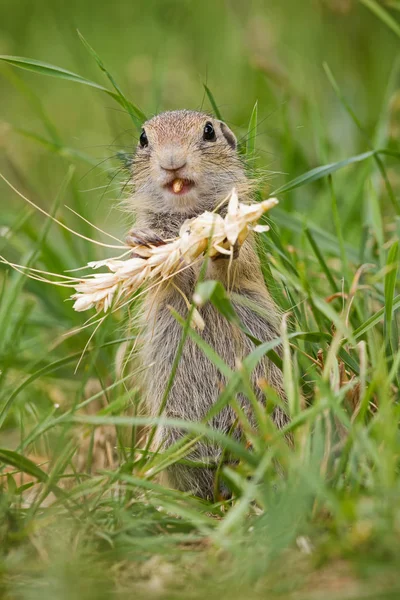 Small ground squirrel bites into grain of barley