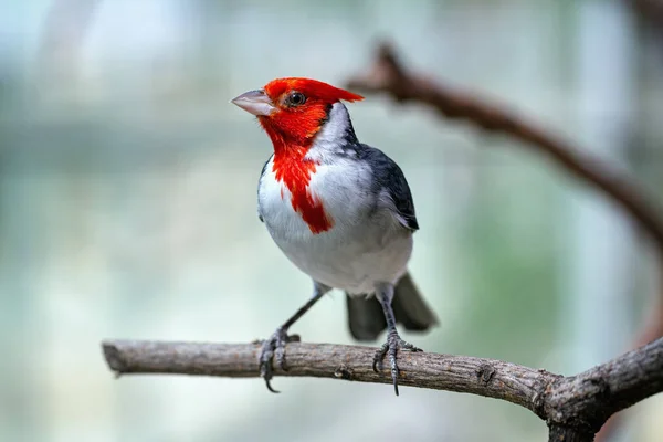 Black Redstart sitting on the branch — стоковое фото