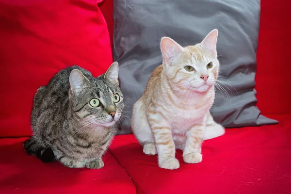 Tomcats väntar en delikatess Royaltyfria Stockbilder