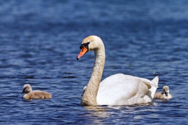 Yavrularını gölde ile kuğu (Cygnus rengi) kapatmak