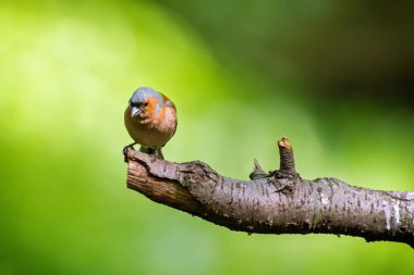 Chaffinch (Fringilla Coelebs) bir dala oturmuş