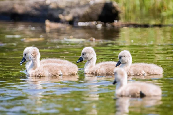 Cubs Mute Swan (Cygnus olor) on the lake — Stock Photo, Image