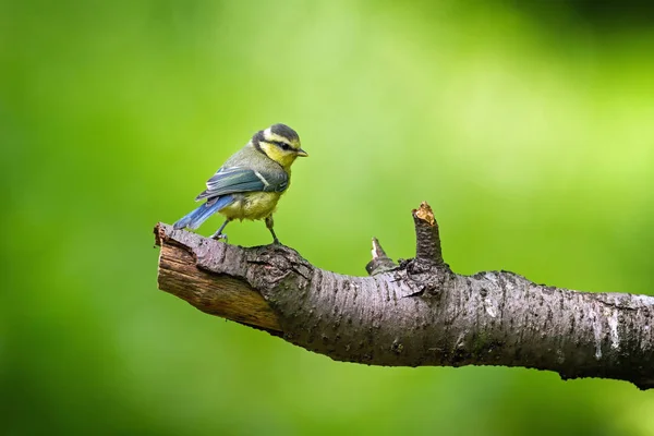 Eurasian Blue Tit (Cyanistes caeruleus) looks around at the end of branch — Stock Photo, Image