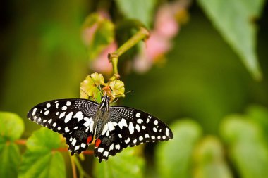 Narenciye swallowtail kanatlarını bitki üzerinde yayılır