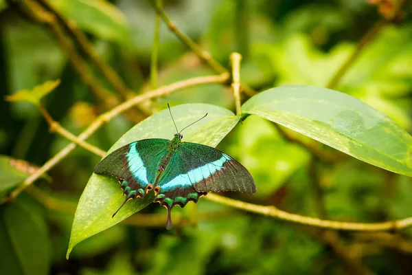 Borboleta quebradiça abre as asas na planta - rabo de andorinha esmeralda — Fotografia de Stock