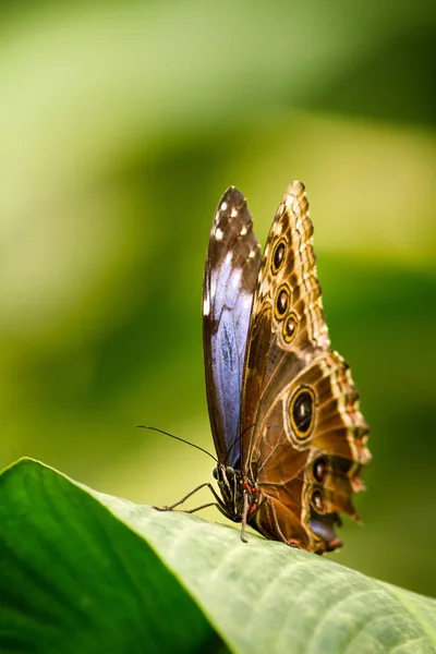 Borboleta azul com asas dobradas senta-se em uma folha - Morpho Azul — Fotografia de Stock