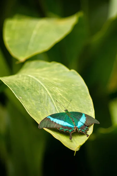 Хрупкая бабочка расправляет крылья на растении - Изумрудный Ласточковый хвост — стоковое фото