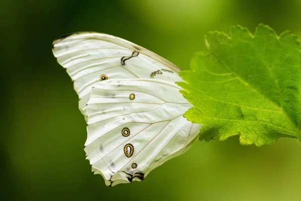 Detail wings from the white morpho — Stock Photo, Image