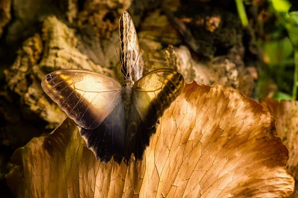 Owl butterfly wings merger with a dead leaf — Stock Photo, Image