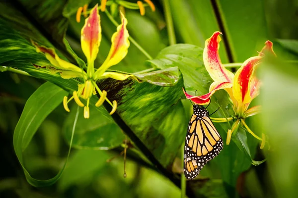 Monarch butterfly sits on blossom orchid Glory Lily — Stock Photo, Image