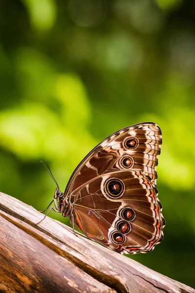 Detalhe asas dobradas de uma borboleta sentada Blue Morpho — Fotografia de Stock
