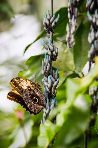 Coruja borboleta senta-se em um trepadeira floração azul — Fotografia de Stock