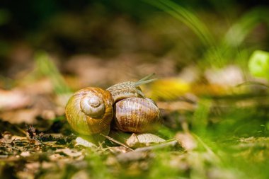 Salyangoz engelleri biliyor musun