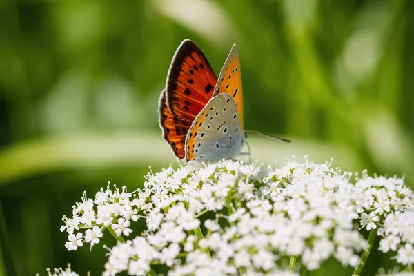 Large Copper butterfly sits on a white blooming plant (Lycaena dispar)