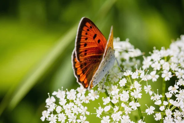 Velký Měděný Motýl Sedí Bílé Kvetoucí Rostliny Lycaena Velkohlavá — Stock fotografie