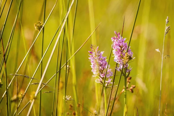 Pink-mauve Orchid or Common Spotted-orchid (Dactylorhiza fuchsii)