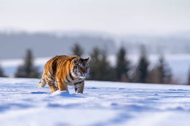 Sibirya kaplanı karlı bir çayırlarda, (Panthera tigris altaica geçer)
