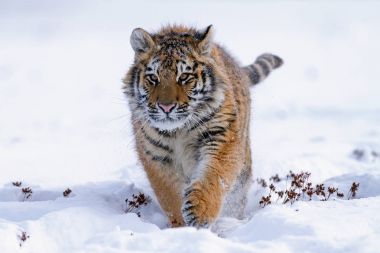 Sibirya kaplanı karlı bir çayırlarda, (Panthera tigris altaica geçer)