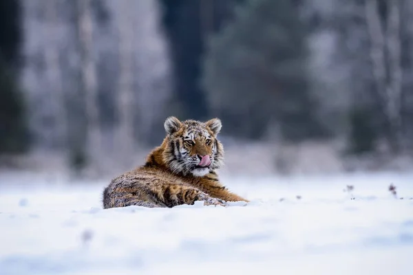Сибирский тигр лежит в снегу и облизывает свой нос, (Panthera tigris altaica ) — стоковое фото