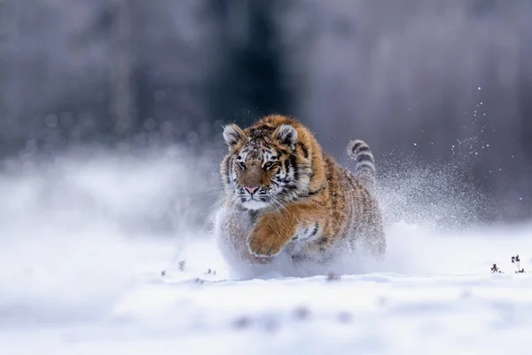 De jonge Siberische tijger aanval op prooi, (Panthera tigris altaica) Stockafbeelding