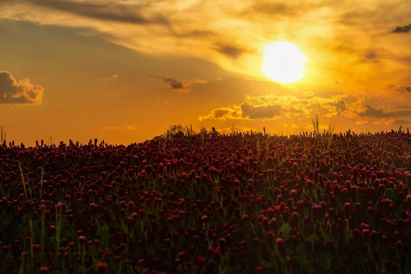 Pastagem Com Trevo Florido Pôr Sol — Fotografia de Stock