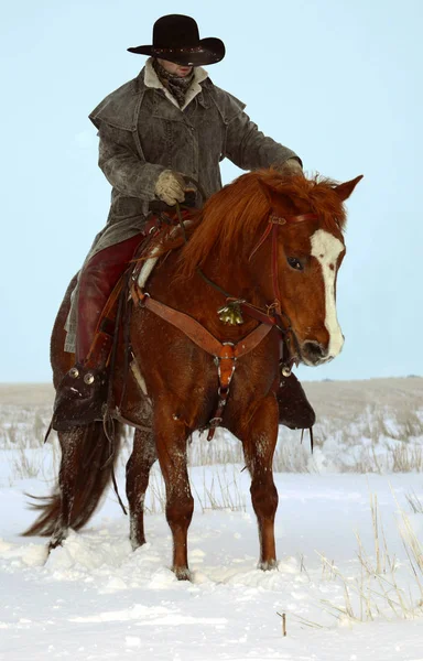 Cowboy Ridning en häst i snön — Stockfoto