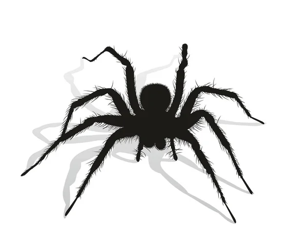 Μαύρη αράχνη σιλουέτα. — Διανυσματικό Αρχείο