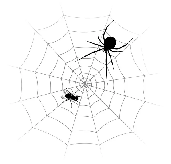 Spinne mit Fliege. — Stockvektor