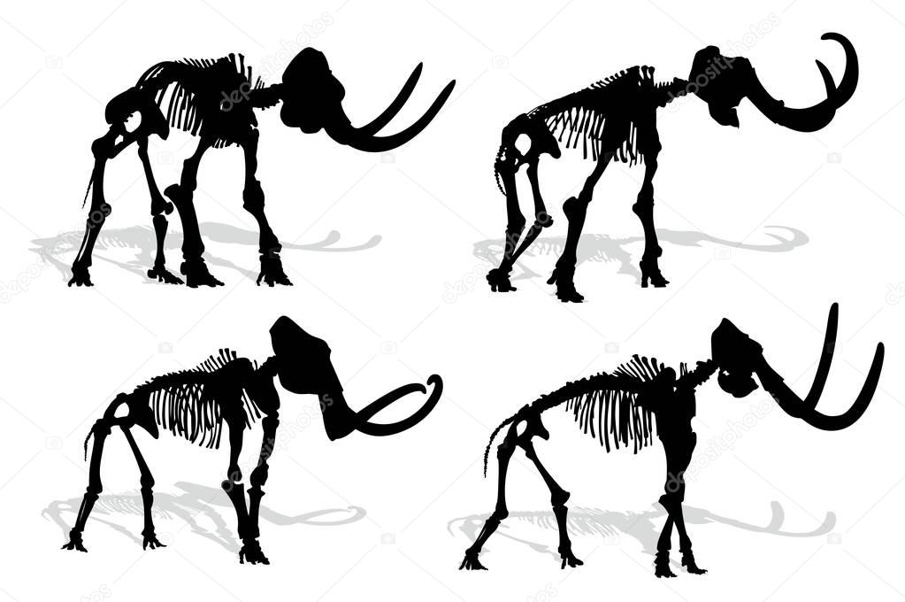 Skeleton of mammoth. 