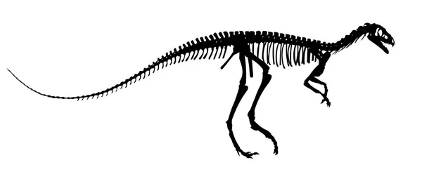 The Dinosaur skeleton. — Stock Vector