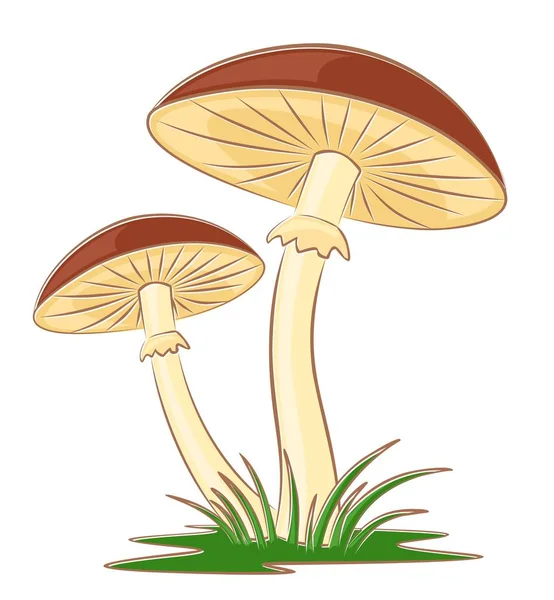 Croquis des champignons . — Image vectorielle