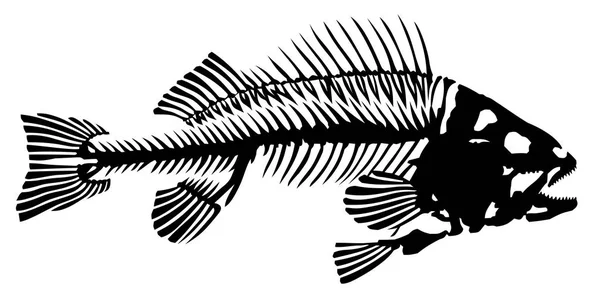 Skelett Großer Räuberischer Meeresfische — Stockvektor