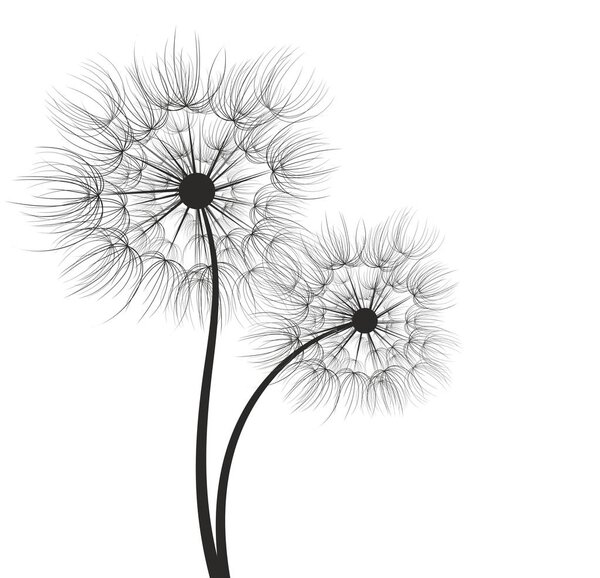 Цветок полевого одуванчика с семенами
.