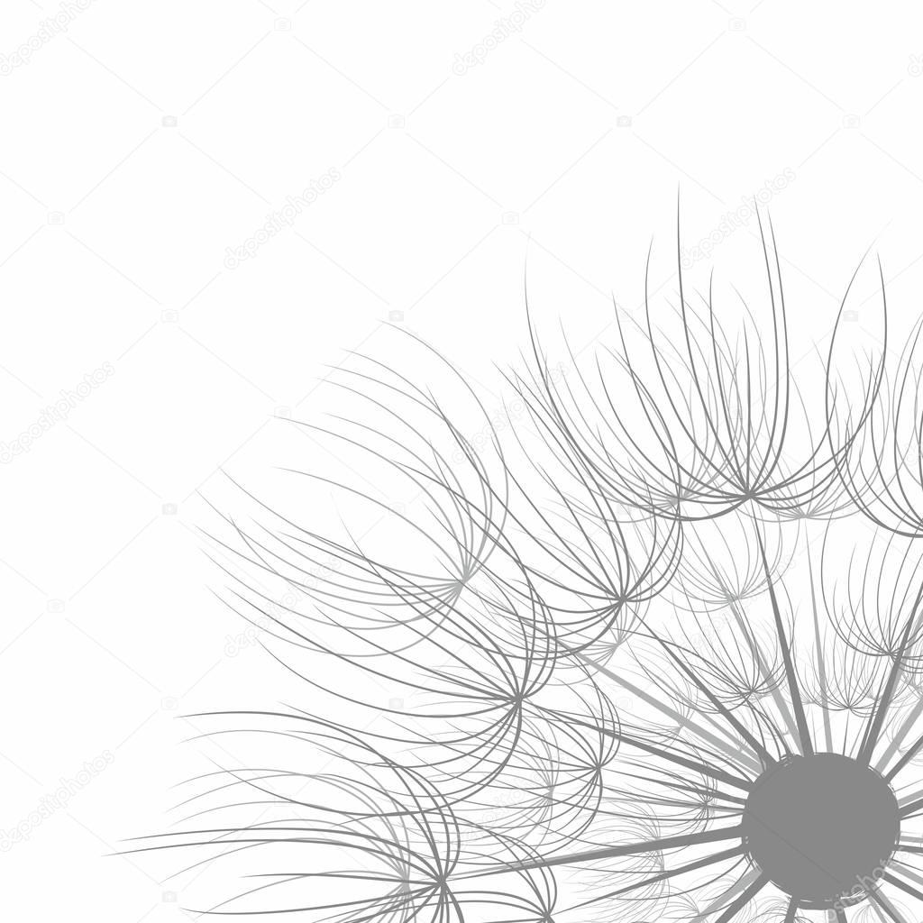 A background with a flower of a field dandelion.