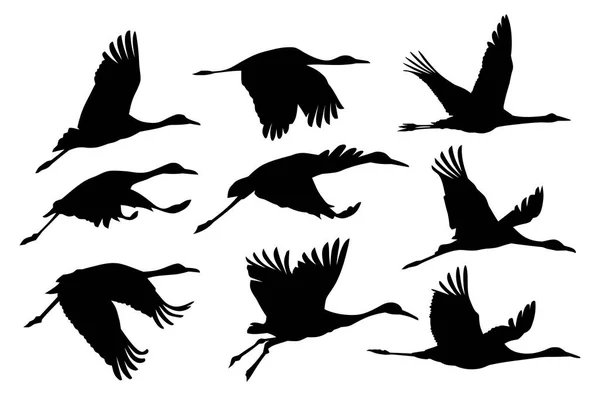 Set Silhouettes Flying Cranes — Stock Vector