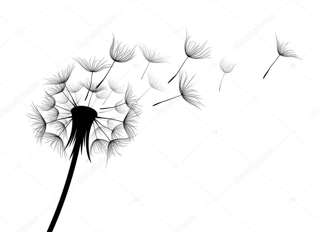 The Field dandelion flower sketch.