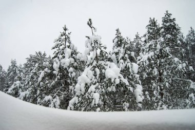 Kar Noel ağaçlarını kapladı. Kasvetli kış ormanı.