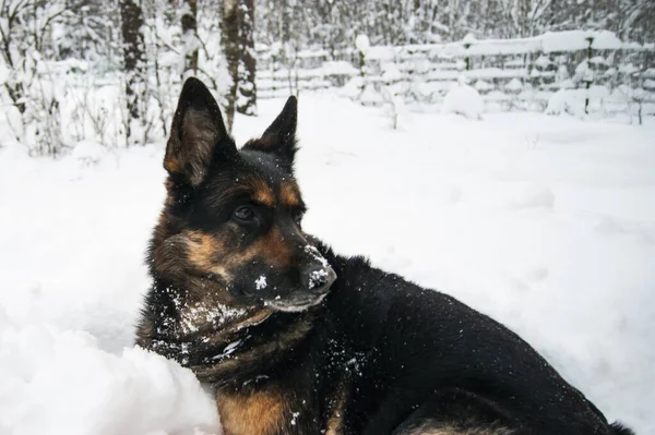 German shepherd lying on the snow. Rejoices in the snow. — ストック写真