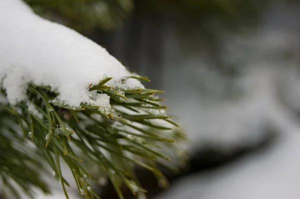 覆盖着白雪的圣诞树枝条，春天的到来和白雪的融化. — 图库照片