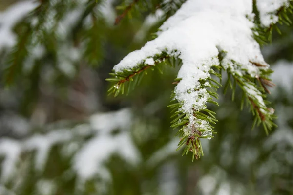 覆盖着白雪的圣诞树枝条，春天的到来和白雪的融化. — 图库照片
