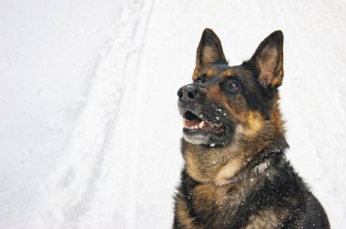 Alman çoban köpeği ormanın ortasında oturuyor ve gökyüzüne bakıyor..