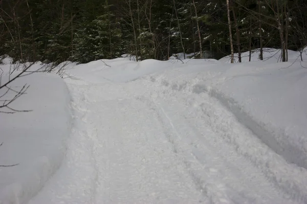 Camino cubierto de nieve a través del bosque . — Foto de Stock