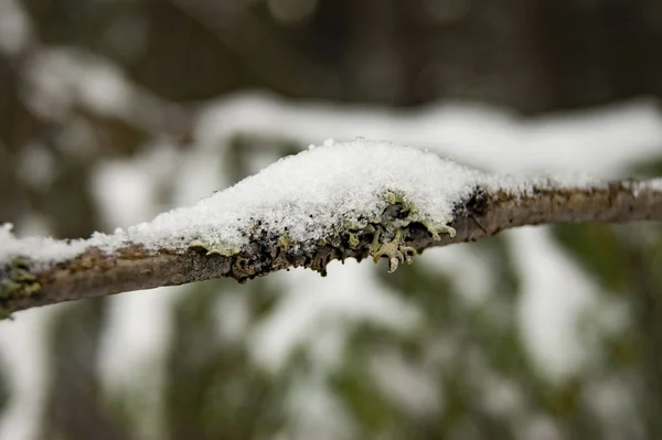 Ветка дерева, когда снег тает — стоковое фото