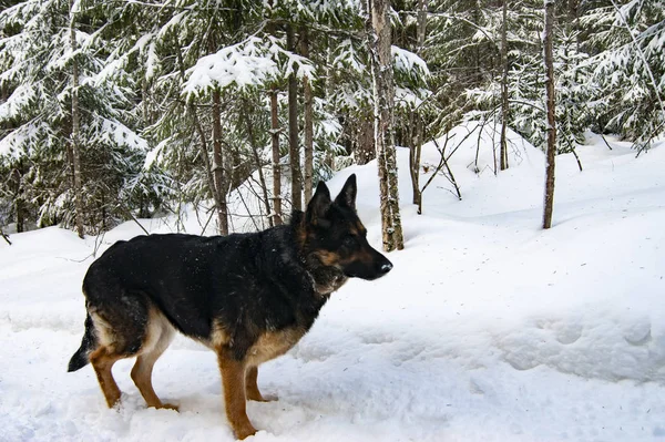 Schäferhund spielt im Winter im Wald. — Stockfoto