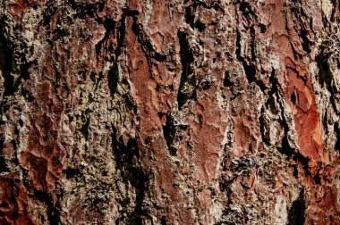 Ağaç kabuğunun dokusu. Ormanda bir ağaç.