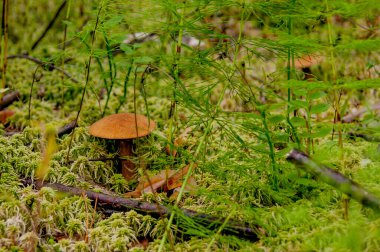 Ormanda mantar. Muhteşem bir yaz ormanı ve sakinleri. Gizemli ve mistik ayrılık.