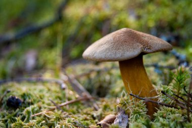 Ormanda mantar. Muhteşem bir yaz ormanı ve sakinleri. Gizemli ve mistik ayrılık.