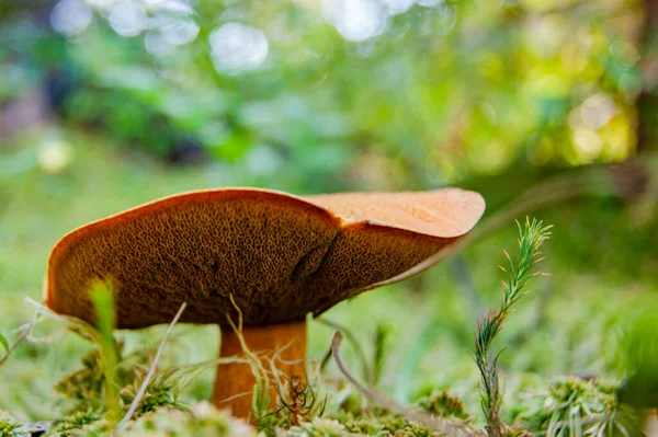 Mushroom Forest Fabulous Summer Forest Its Inhabitants Mysterious Mystical Separation — Stock Photo, Image