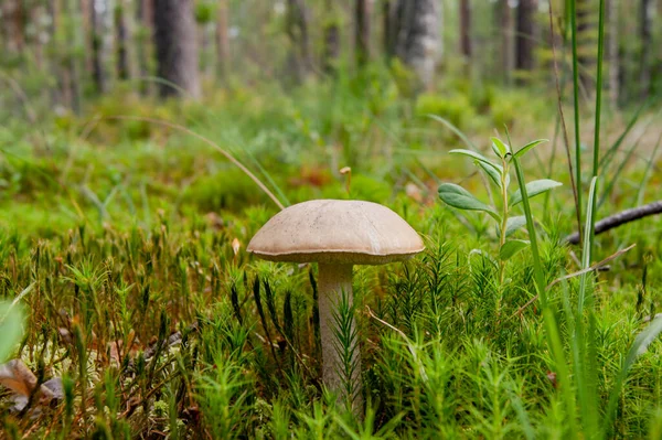 Mushroom Forest Fabulous Summer Forest Its Inhabitants Mysterious Mystical Separation — Stock Photo, Image