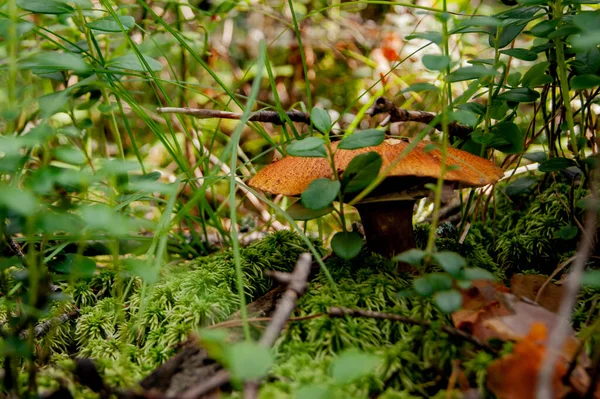 Mushroom Forest Fabulous Summer Forest Its Inhabitants Mysterious Mystical Separation — Stock Photo, Image